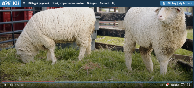 Screenshot from Louisville Gas and Electric's live webcam of its solar sheep sustainably maintaining vegetation at its solar facility.